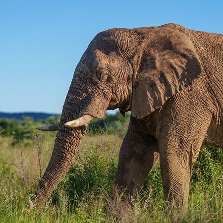 Sediba Luxury Safari Lodge Welgevonden Game Reserve Exterior foto