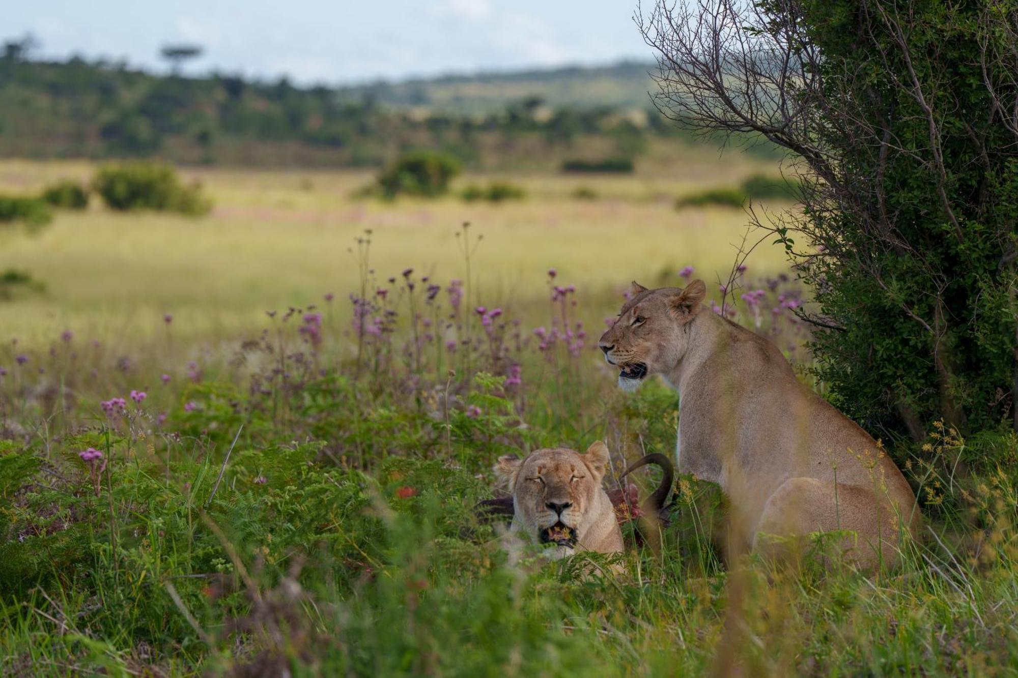 Sediba Luxury Safari Lodge Welgevonden Game Reserve Exterior foto